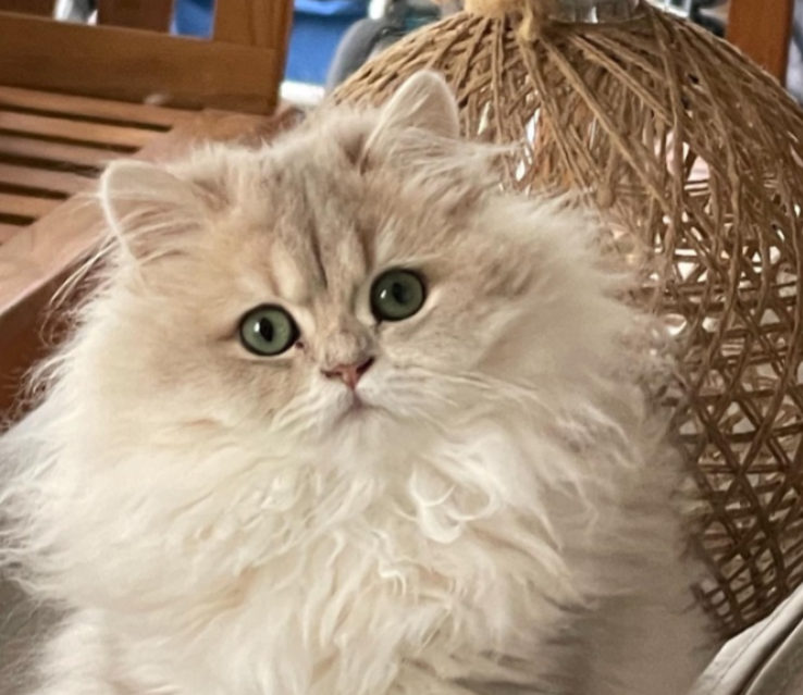British Longhair cat sitting on desert sand with blue sky background