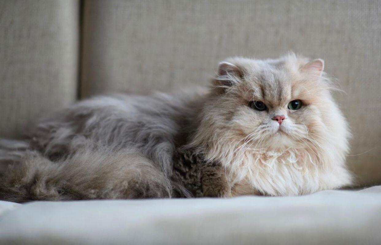 British Longhair